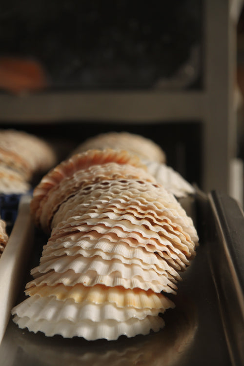 Coquille Saint-Jacques Naturelle Réutilisable